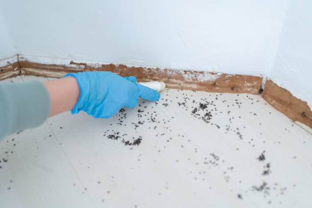 Best Pest Prevention Services  in South Connellsville, PA